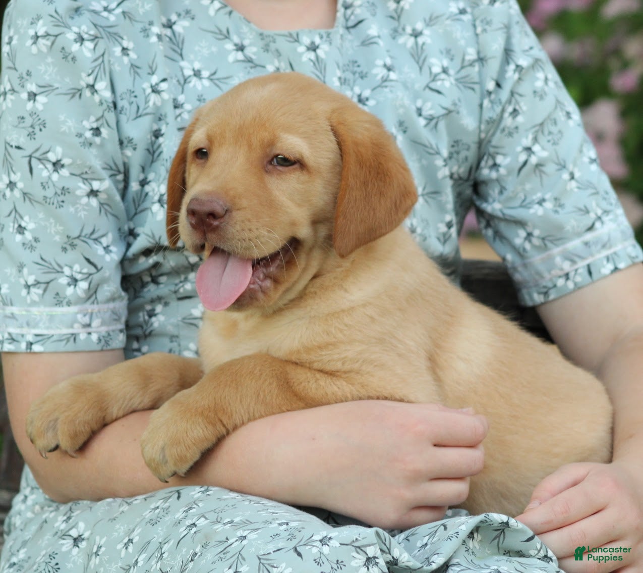 Labrador Retriever dogs Buddy - Ad 2