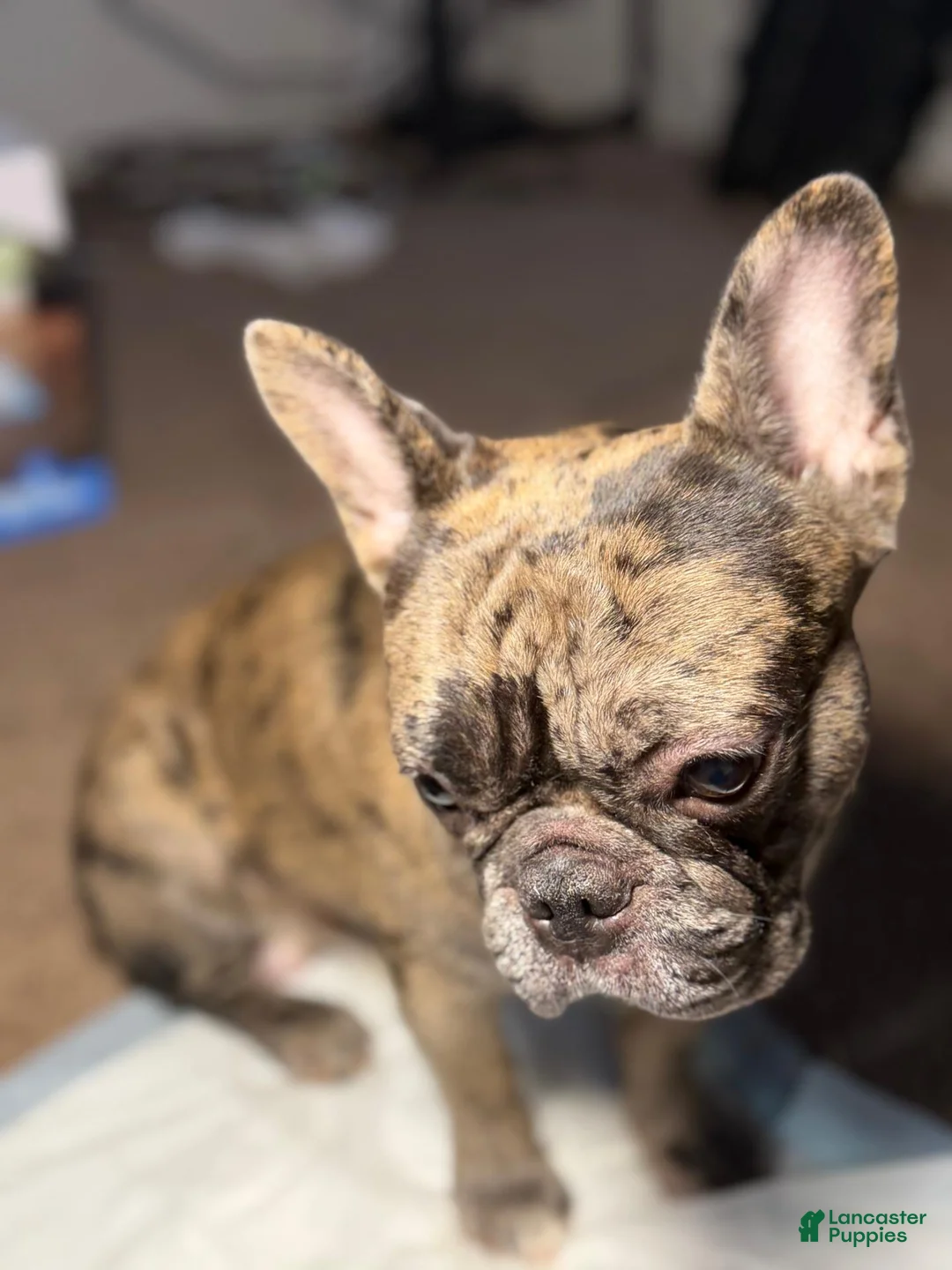French Bulldog dogs for stud: steez - Ad 2