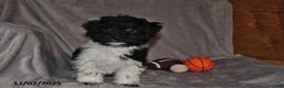 Havanese dogs for sale: Jack  - Ad 10