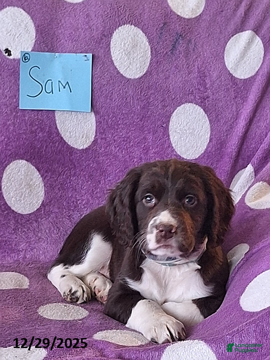 English Springer Spaniel dogs for sale: Sam - Ad 1