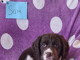 English Springer Spaniel dogs Sam - Ad 1