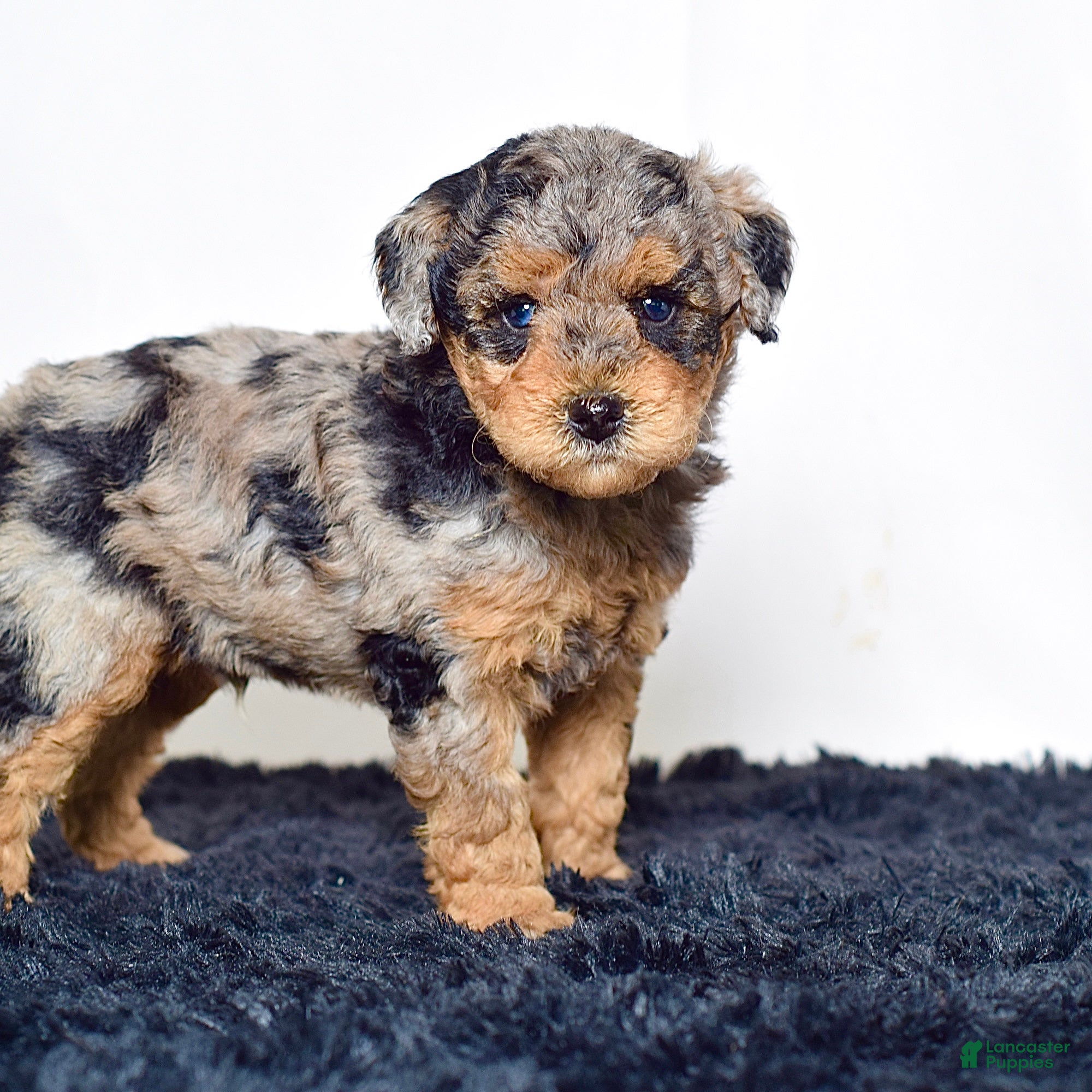 Mini Goldendoodle dogs for sale: Mr. Karl - Ad 5
