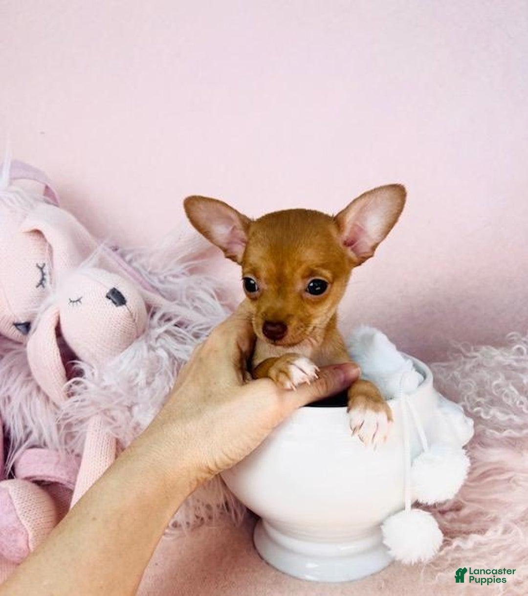 Chihuahua dogs for sale: Chihuahua Puppy 1 - Ad 2