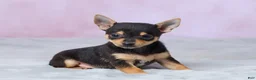 Chihuahua dogs for sale: Theo - Ad 3
