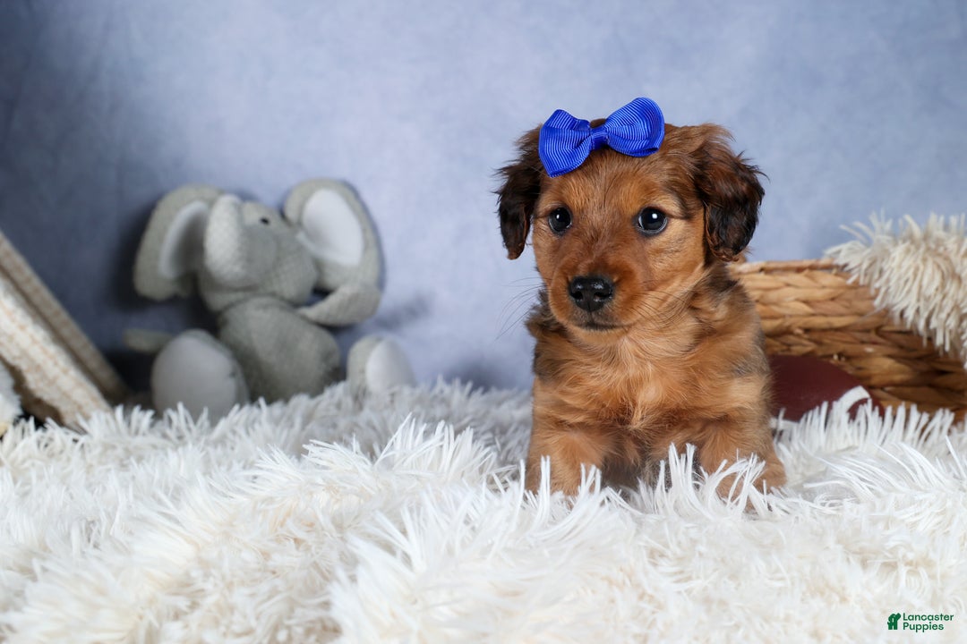 Miniature Dachshund dogs for sale: Jasper - Ad 11