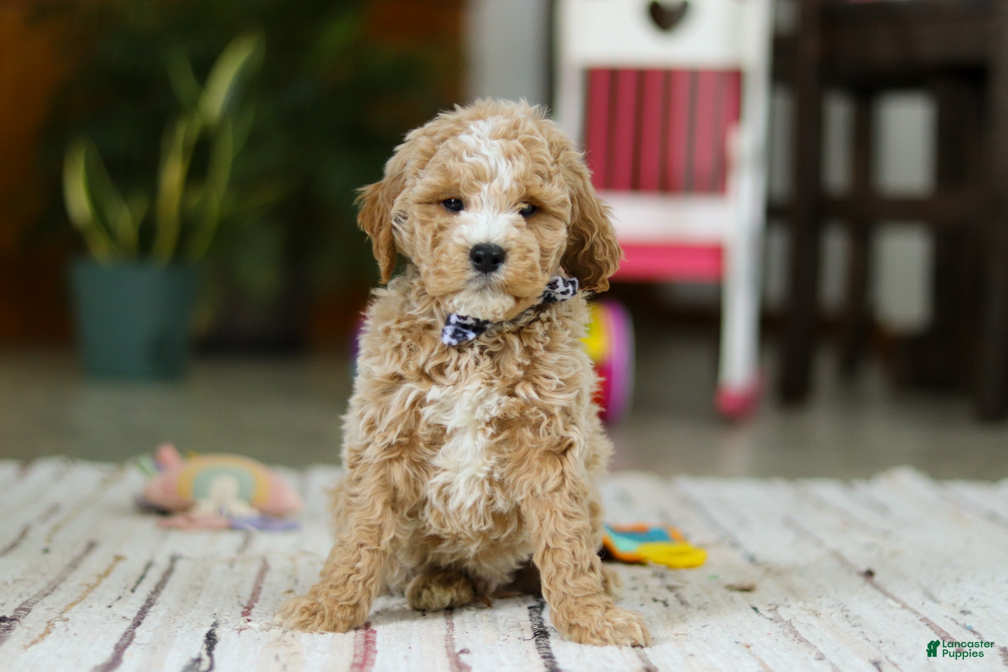 Mini Goldendoodle dogs Drake - Ad 2