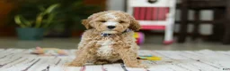 Mini Goldendoodle dogs for sale: Drake - Ad 1