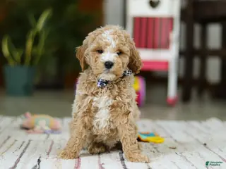 Mini Goldendoodle dogs Drake - Ad 2