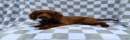 Cavapoo dogs for sale: Domino - Ad 3