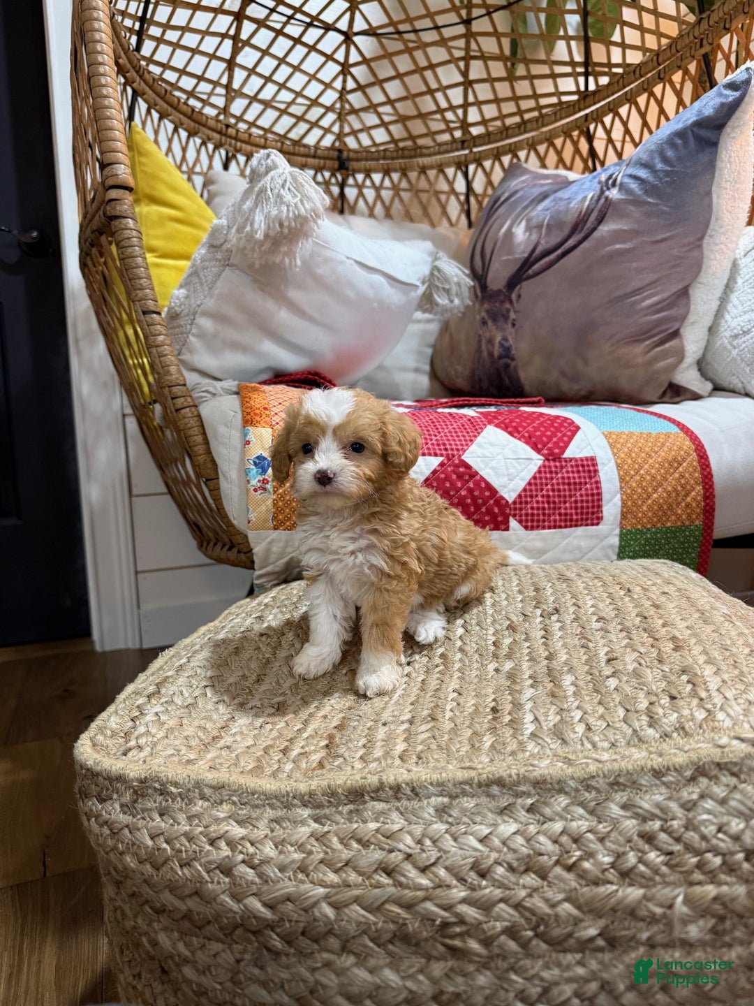 Mini Aussiedoodle dogs for sale: Mason - Ad 6