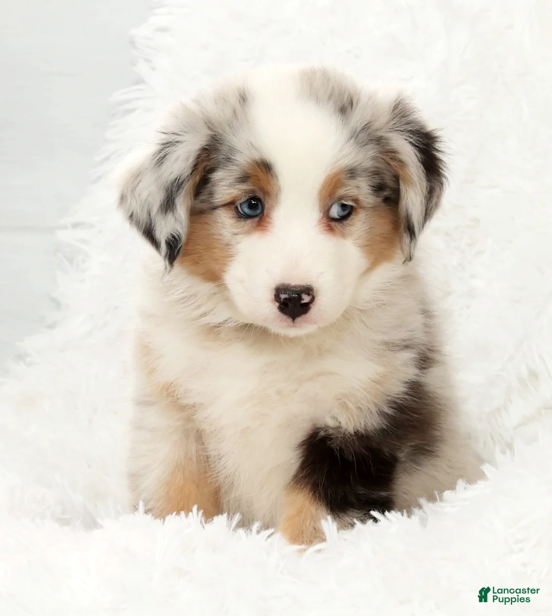 Australian Shepherd dogs for sale: Callie - Ad 6
