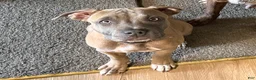 American Bully dogs for sale: American Bully 1 - Ad 3
