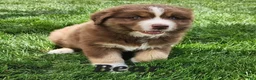Australian Shepherd dogs for sale: Bear - Ad 1
