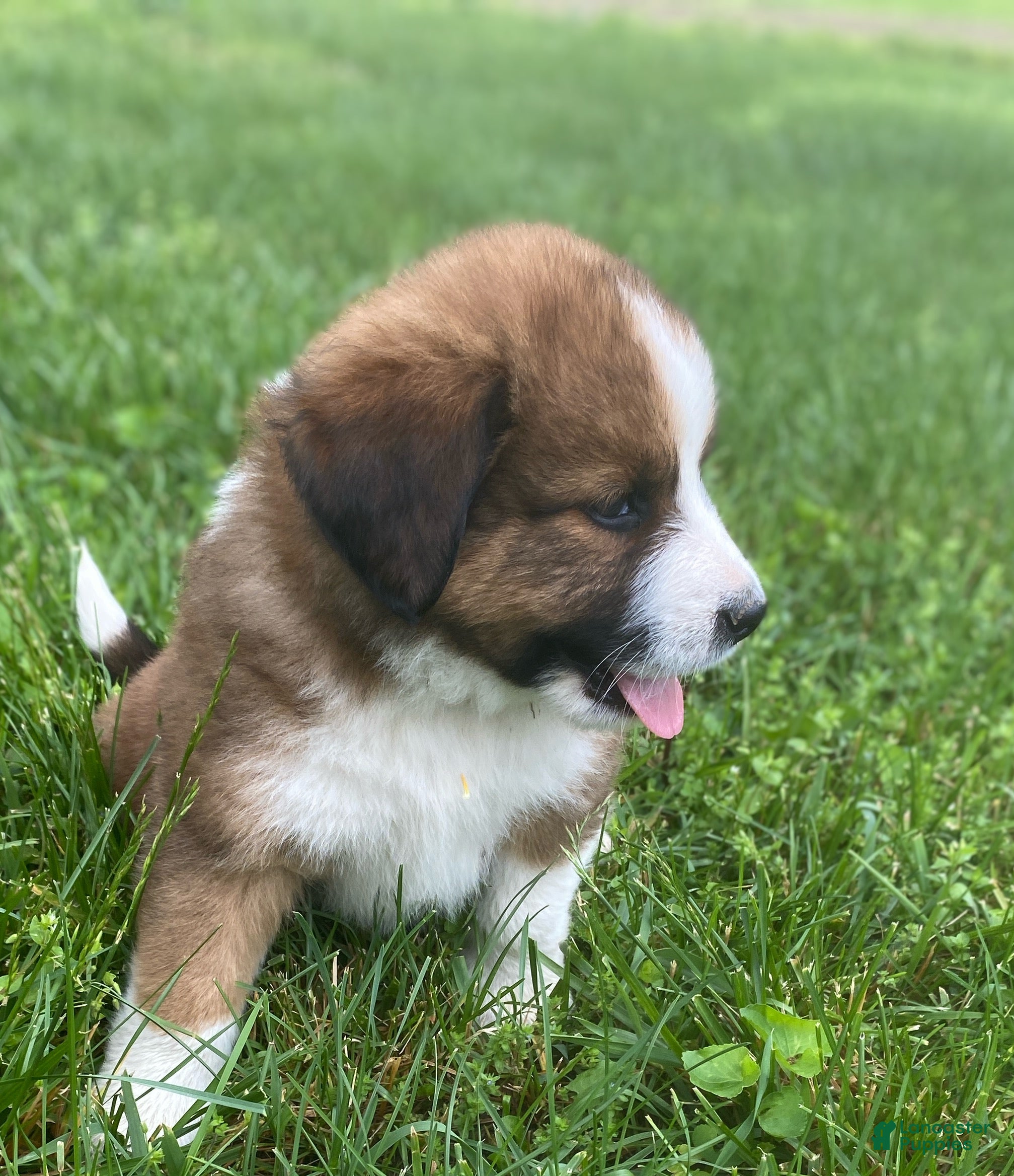 Mixed Breed dogs for sale: ♥️BABY BEAR♥️ - Ad 35