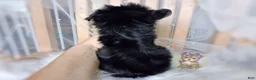 Morkie dogs for sale: Korean Te Kā - Ad 6