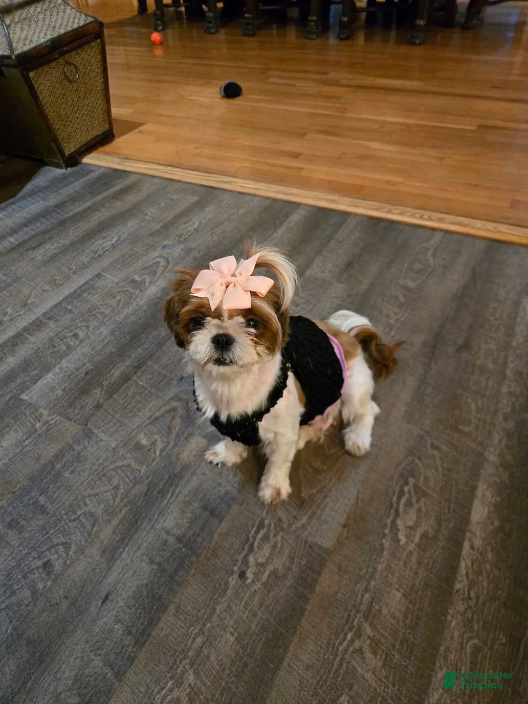 Shih Tzu dogs for sale: Shih Tzu 4 - Ad 2