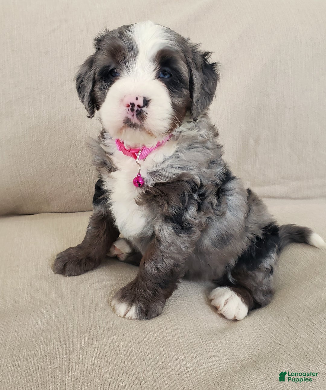 Mini Bernedoodle dogs for sale: Indie - Ad 4
