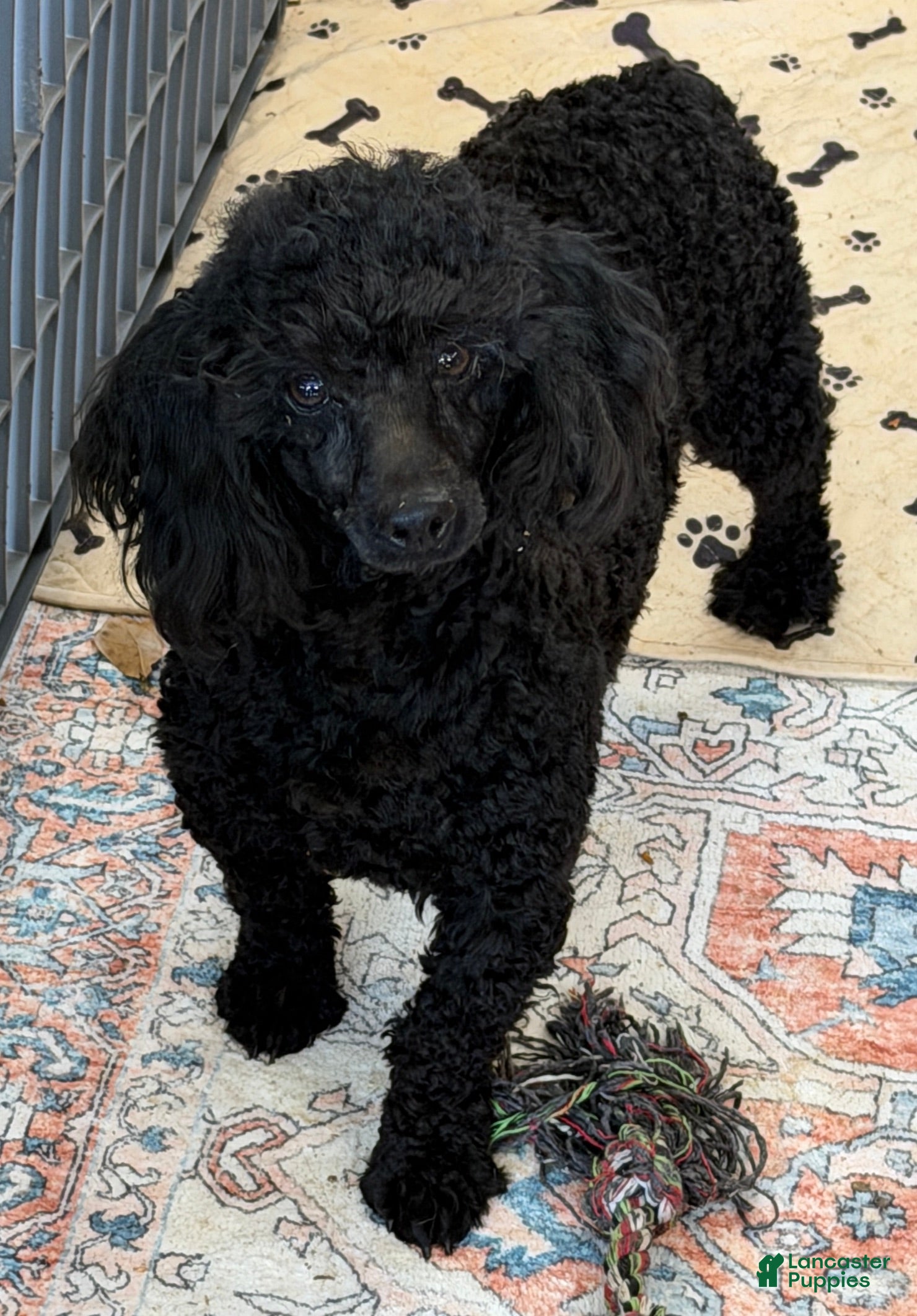 Miniature Poodle dogs Ebony - Ad 10