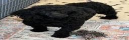 Miniature Poodle dogs for sale: Ebony - Ad 1