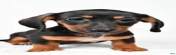 Miniature Dachshund dogs for sale: Frank - Ad 5