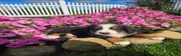 Bernese Mountain Dog dogs for sale: Lexi - Ad 3