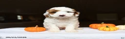 Mini Goldendoodle dogs for sale: Almond - Ad 3