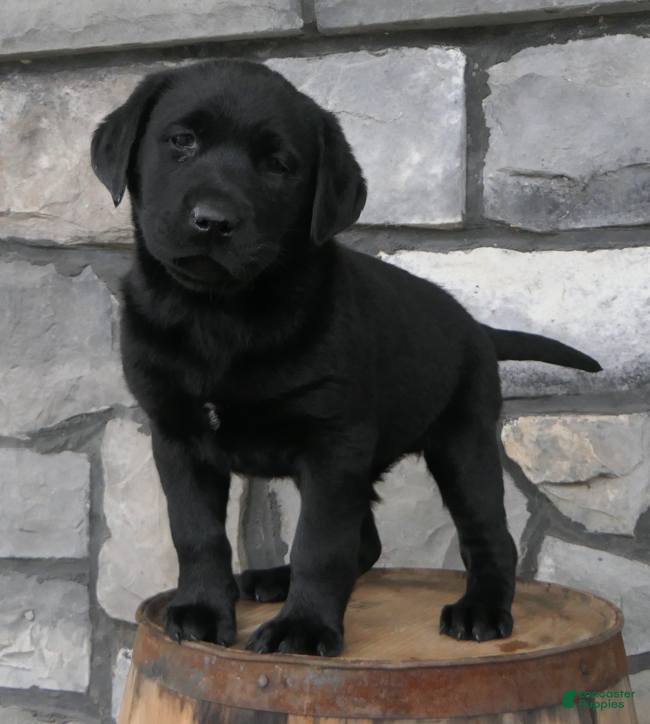 Labrador Retriever dogs Polly Labrador Retriever Puppy  - Ad 1