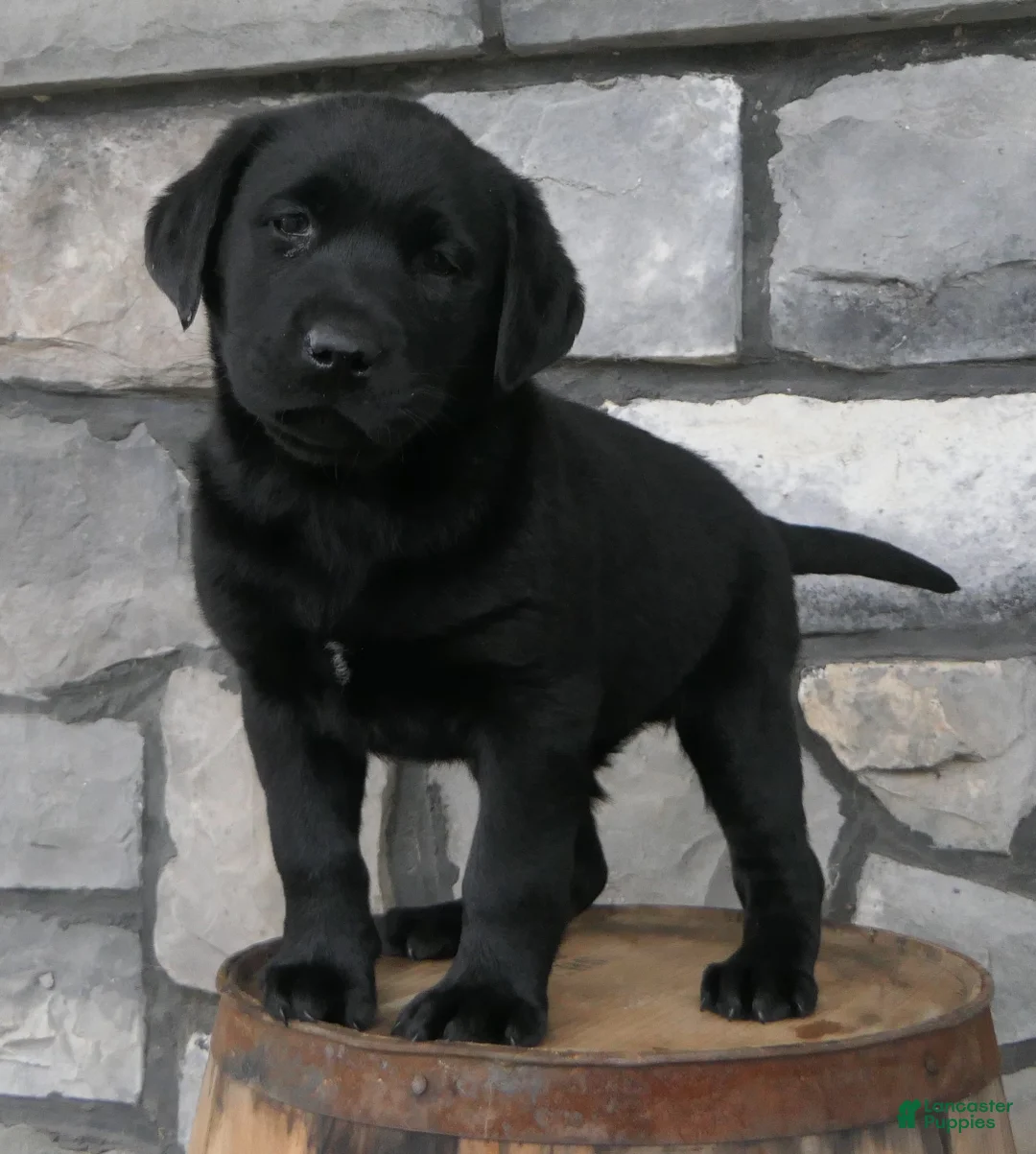 Labrador Retriever dogs for sale: Polly Labrador Retriever Puppy  - Ad 1