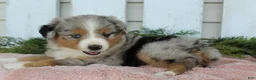 Miniature Australian Shepherd dogs for sale: Miniature Australian Shepherd 4 - Ad 4