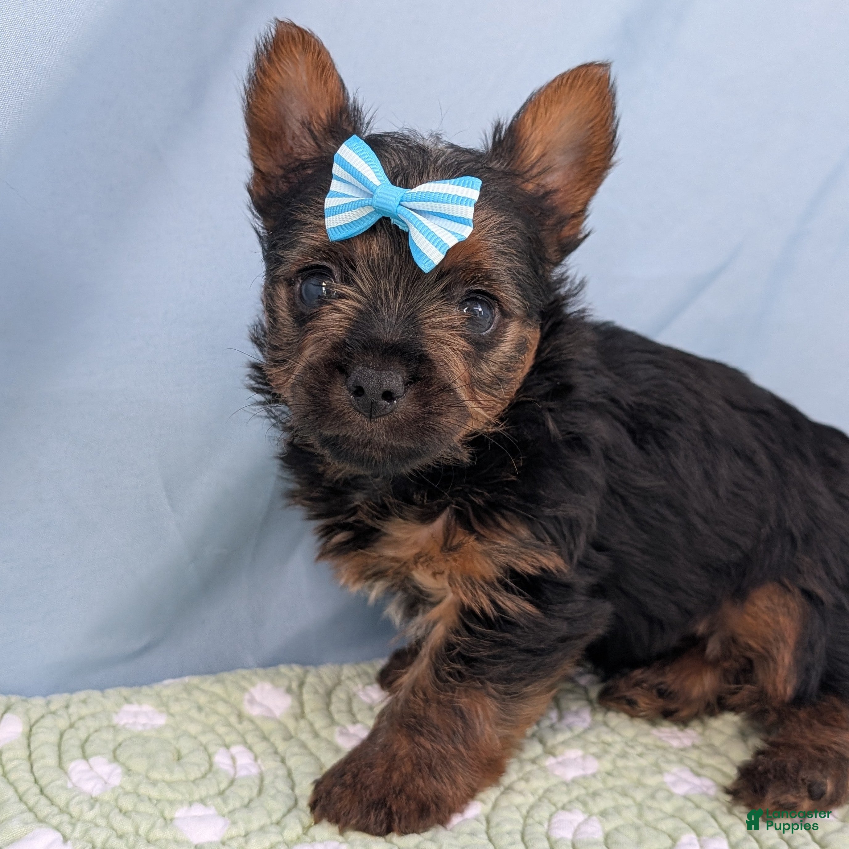 Yorkshire Terrier dogs for sale: Blueberry - Ad 2