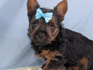 Yorkshire Terrier dogs for sale: Blueberry - Ad 2