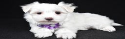 Maltese dogs for sale: Angie - Ad 2