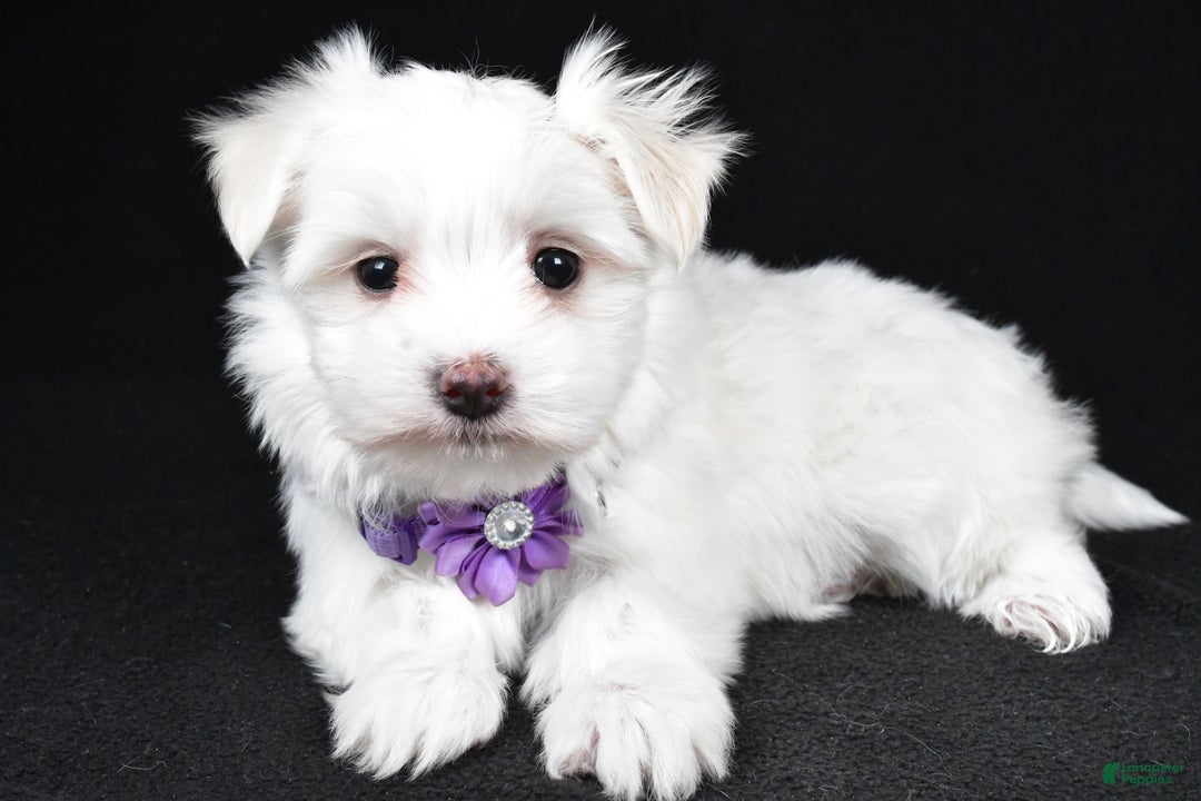Maltese dogs for sale: Angie - Ad 2