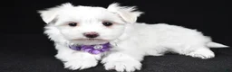 Maltese dogs for sale: Angie - Ad 2
