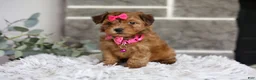 Yorkiepoo dogs for sale: Jewel  - Ad 3