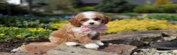 Cavapoo dogs for sale: Bambi - Ad 12