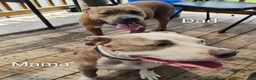 American Pit Bull Terrier dogs for sale: American Pit Bull Terrier 5 - Ad 5