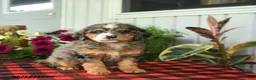 Mini Bernedoodle dogs for sale: Rain - Ad 1