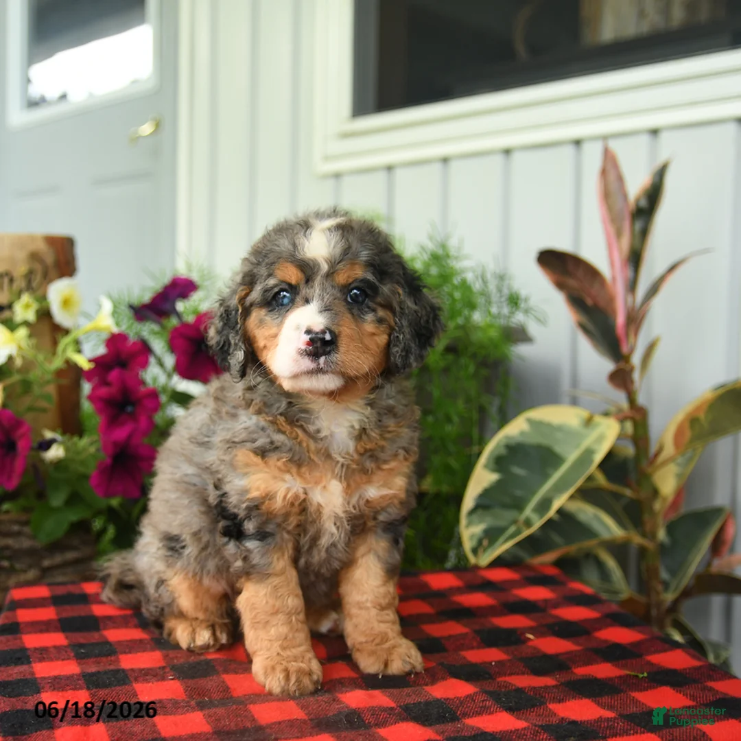 Mini Bernedoodle dogs for sale: Rain - Ad 1