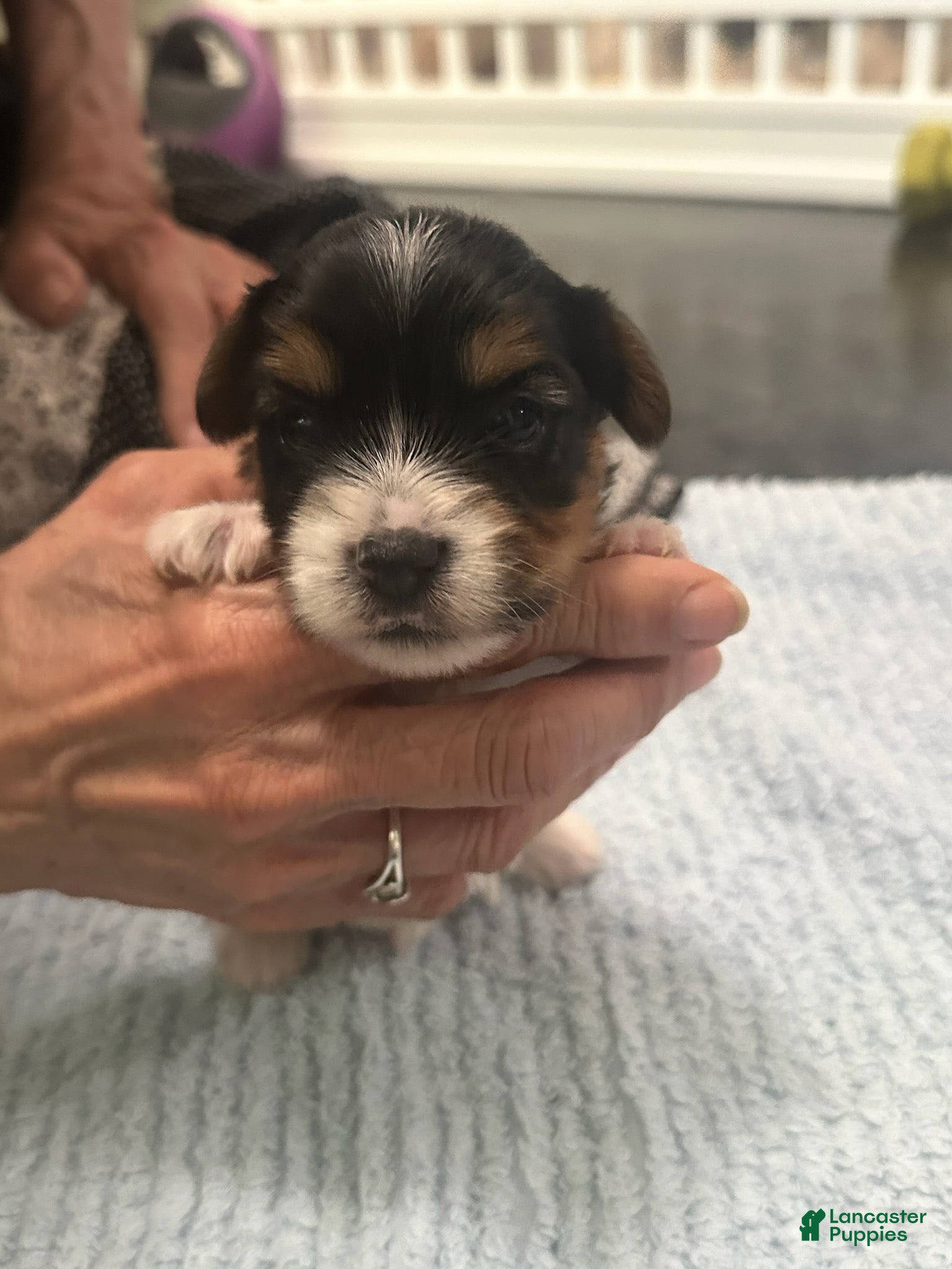 Mixed Breed dogs Boy 2 - Ad 1