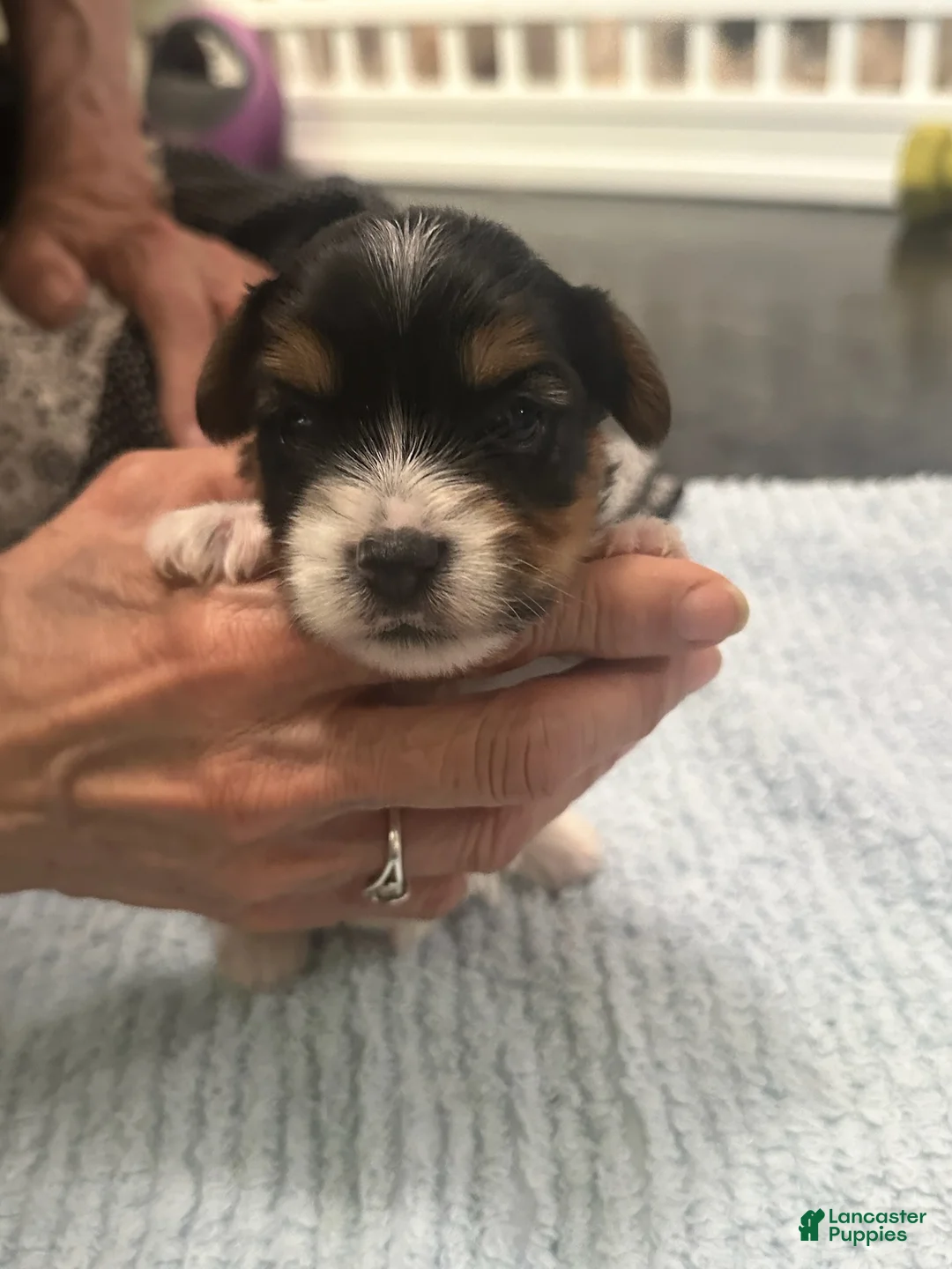 Mixed Breed dogs for sale: Boy 2 - Ad 1