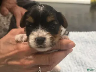 Mixed Breed dogs for sale: Boy 2 - Ad 3