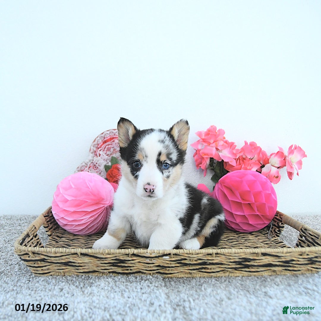 Welsh Corgi Pembroke dogs for sale: Archie - Ad 5