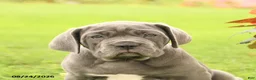Cane Corso dogs for sale: Dawson - Ad 5