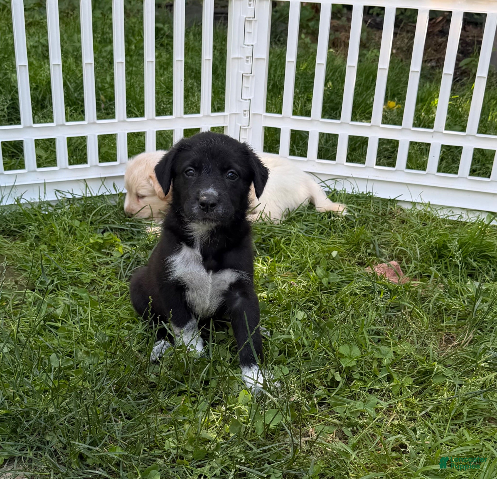 Mixed Breed dogs Mixed Breed 5 - Ad 8