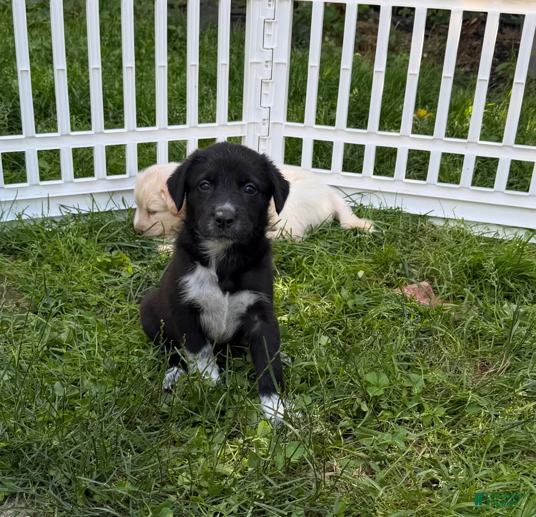 Mixed Breed dogs for sale: Mixed Breed 5 - Ad 1
