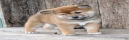 Shiba Inu dogs for sale: Loki - Ad 3