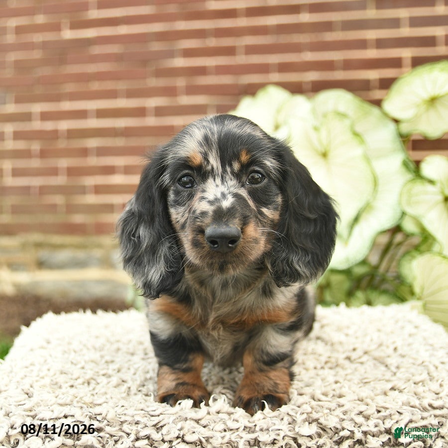 Miniature Dachshund dogs Cruz  - Ad 1