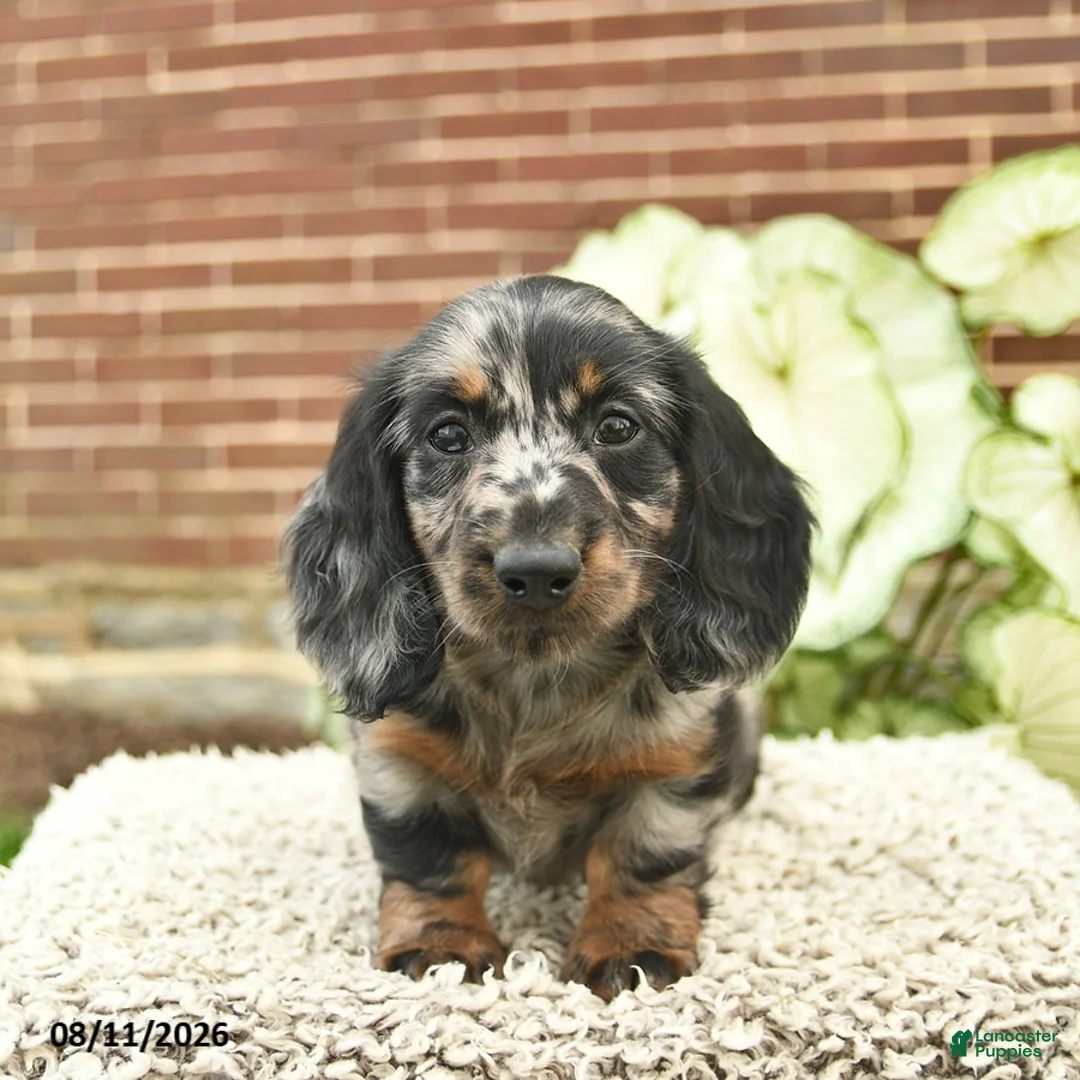Miniature Dachshund dogs for sale: Cruz  - Ad 1