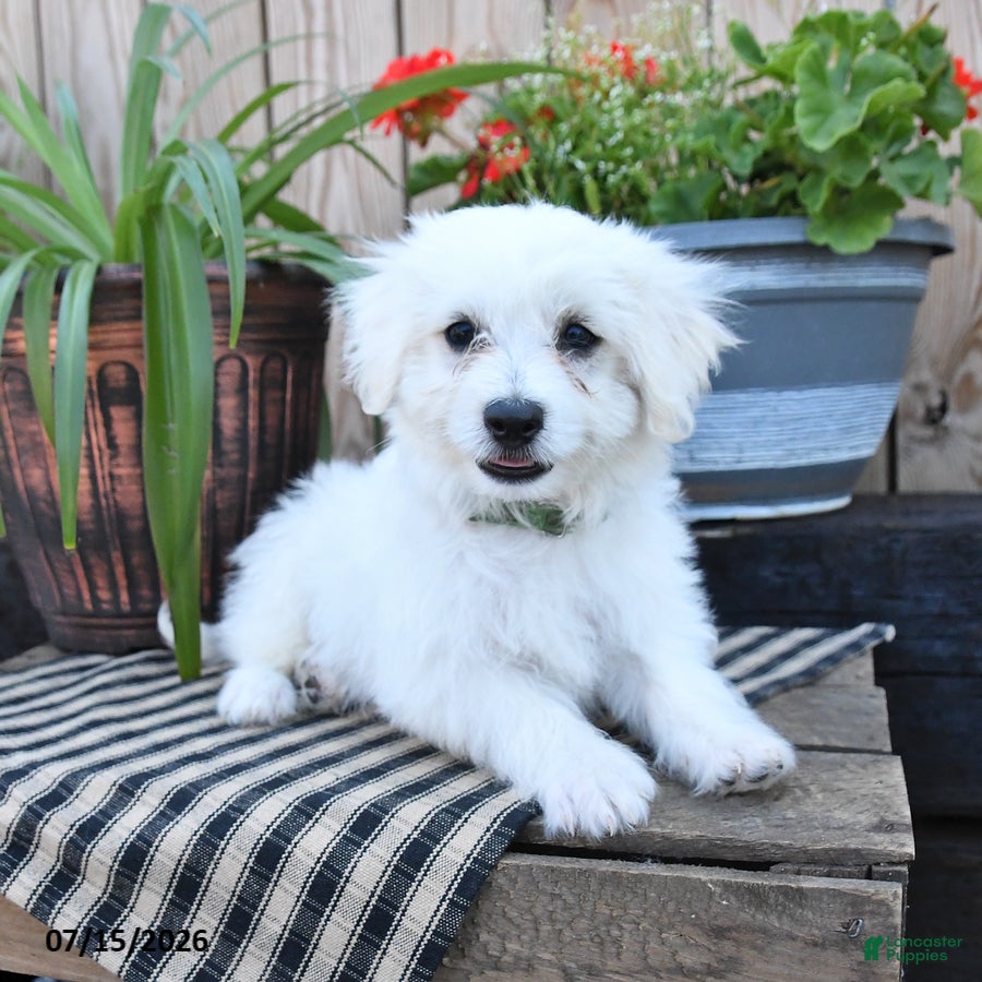 Mixed Breed dogs Olaf - Ad 2